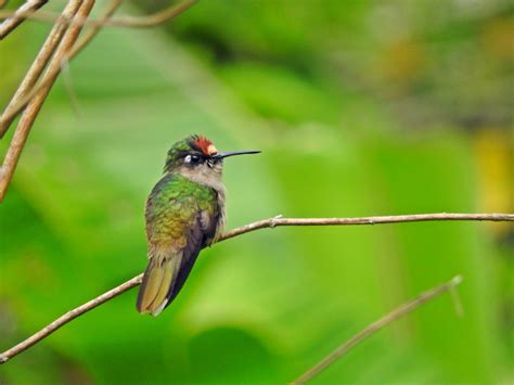  The Hummingbird's Curse –  A Colombian Tale of Jealousy and Transformation