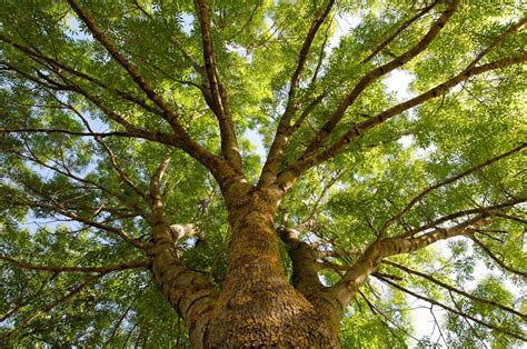 “The Ash-Tree” - Uma História Atemporal Sobre o Peso do Passado e a Busca pela Verdade!