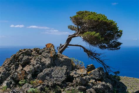  The Juniper Tree: Uma Jornada de Crueldade, Perdão e Renascimento na Alemanha do Século X